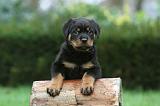 ROTTWEILER 370